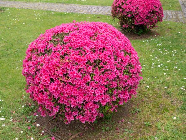 Rhododendron Pruning in Kenner