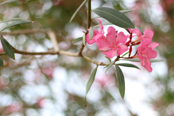 Oleander Removal in Kenner