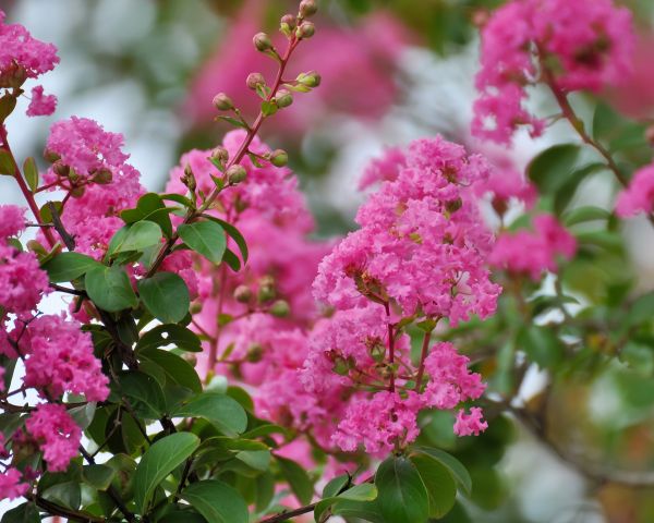 Crepe Myrtle Removal in Kenner