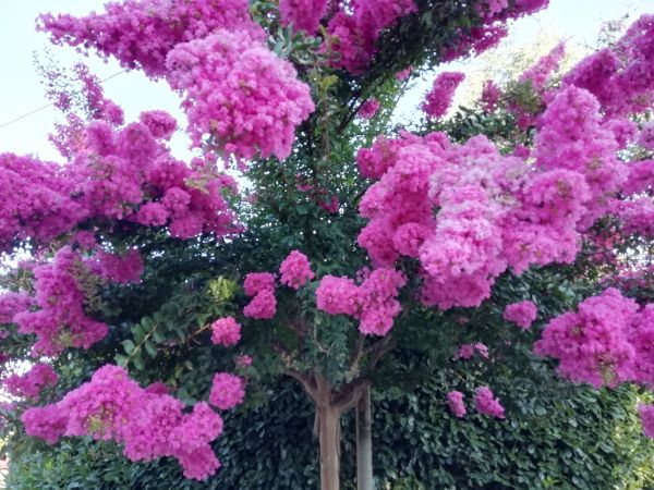 Crape Myrtle Pruning in Kenner