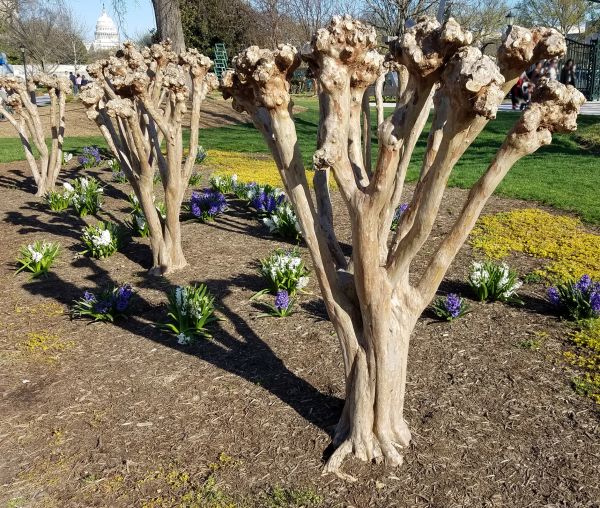 Myrtle Tree Removal in Kenner