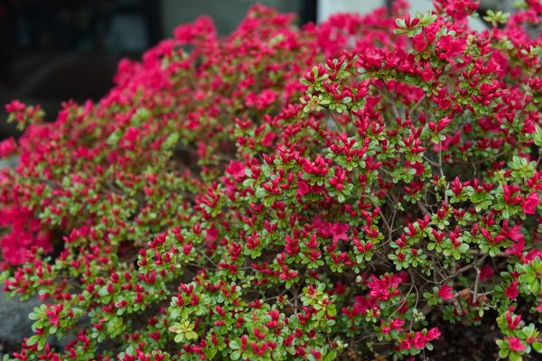 Weigela Removal Service in Kenner