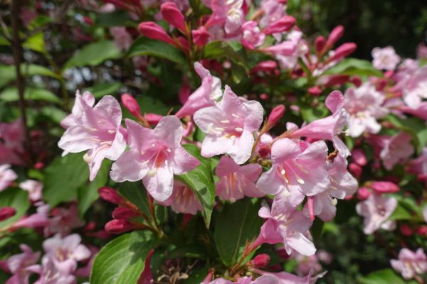 Weigela Pruning Service in Kenner