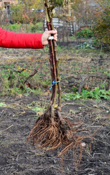 Shrub Root Removal in Kenner