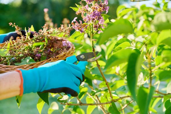 Lilac Trimming Service in Kenner