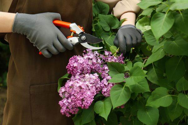 Lilac Pruning Service in Kenner