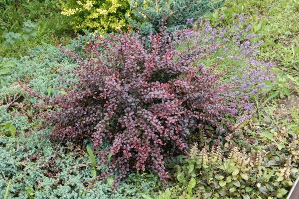 Japanese Barberry Removal in Kenner