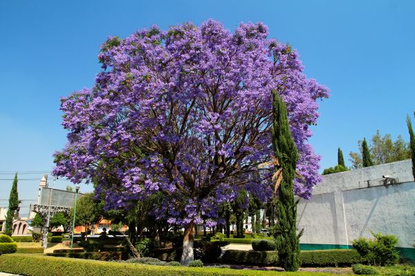 Jacaranda Pruning in Kenner