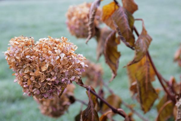 Hydrangea Removal in Kenner