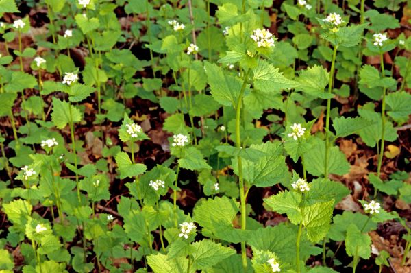Garlic Mustard Removal in Kenner