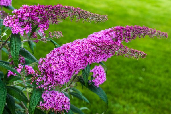 Butterfly Bush Removal in Kenner