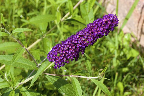 Butterfly Bush Pruning in Kenner