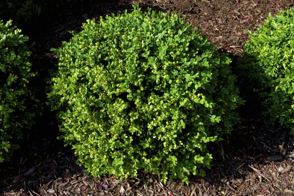 Boxwood Removal in Kenner