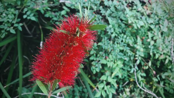 Bottlebrush Pruning in Kenner