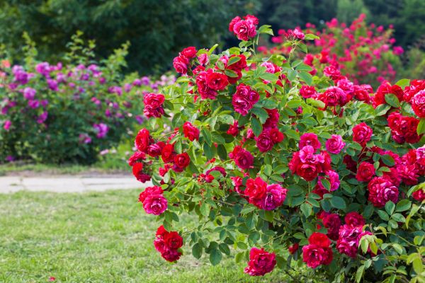 Shrub Trimming in Kenner