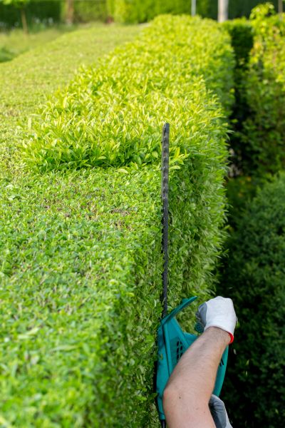 Hedge Trimming in Kenner