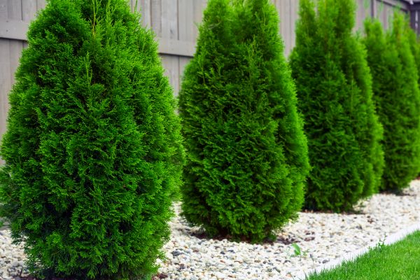 Arborvitae Trimming in Kenner